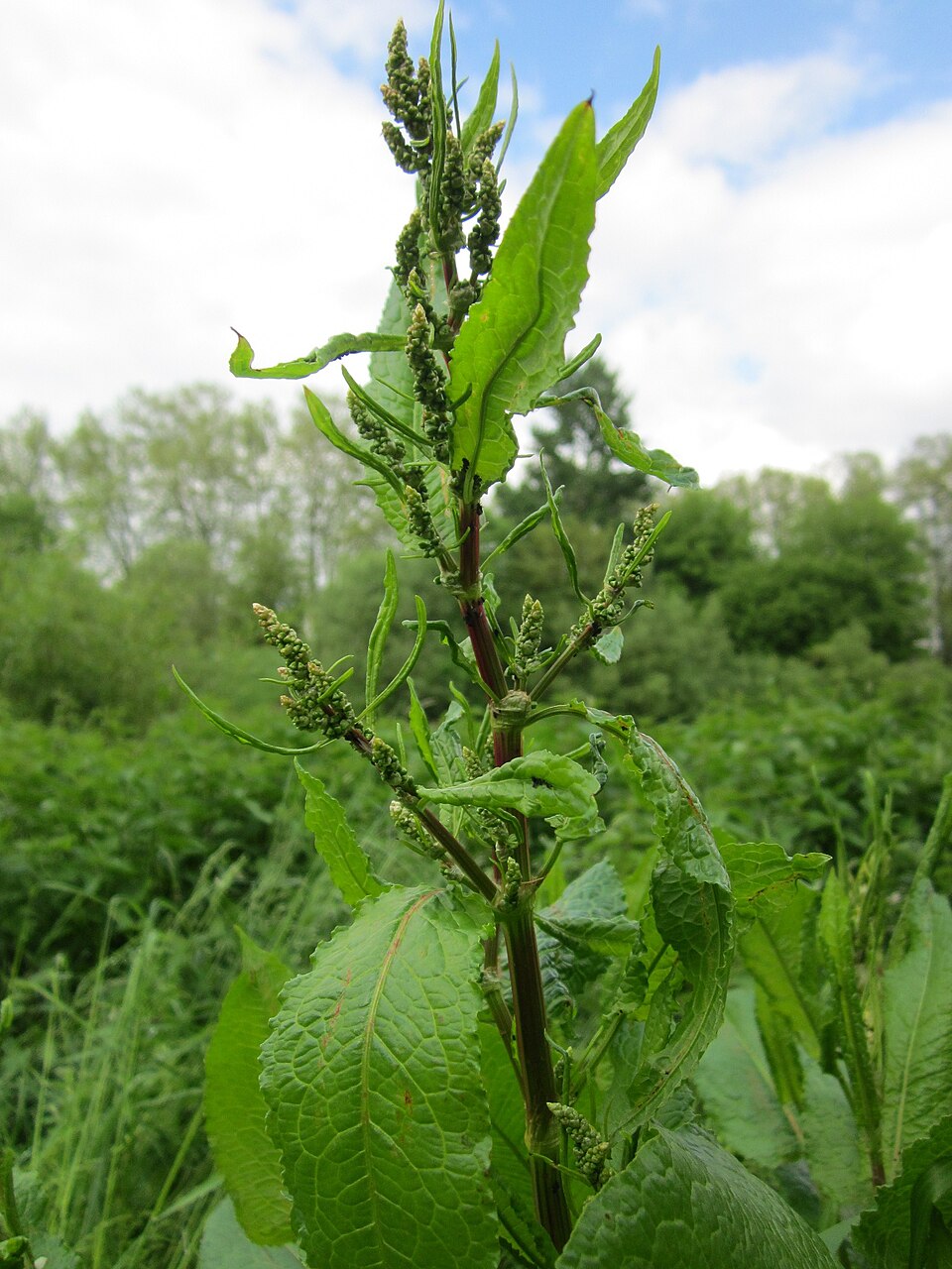 Rumex obtusifolius (broad-leaved dock) (alternate view 10)