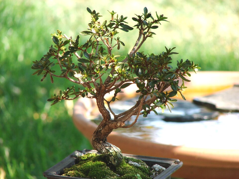 Rhododendron indicum (southern Indian azalea)