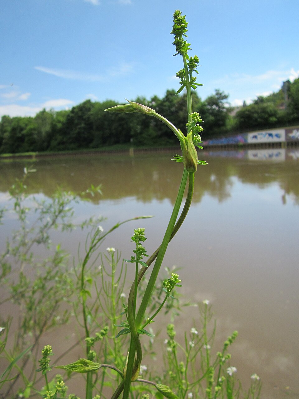 Galium mollugo (Hedge Bedstraw)