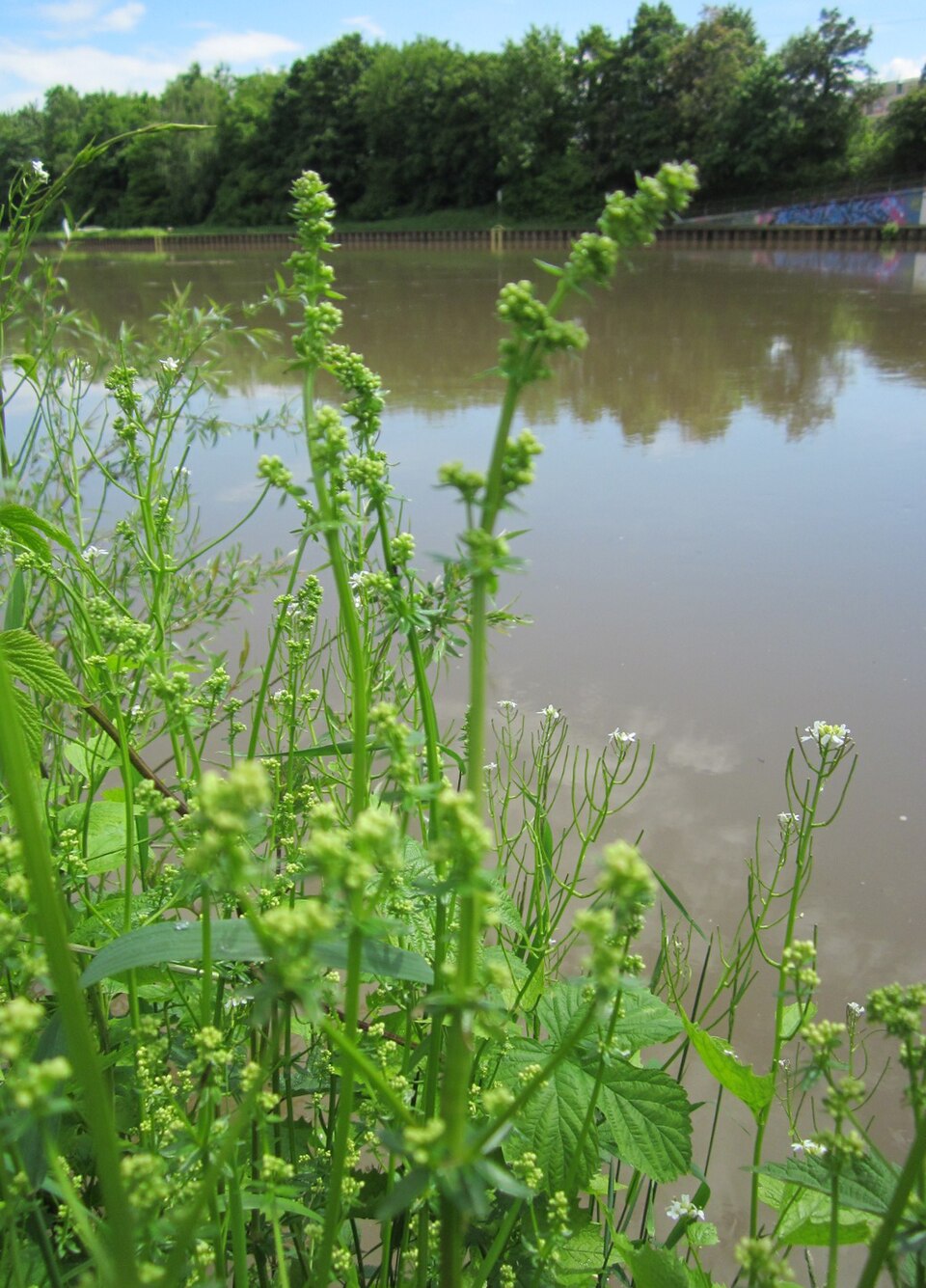 Galium mollugo (Hedge Bedstraw)