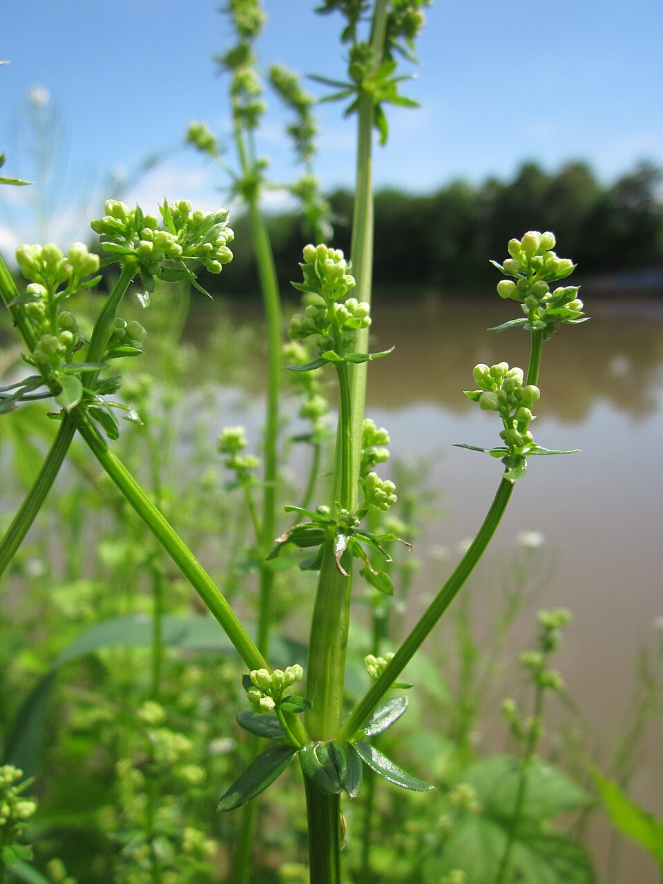 Galium mollugo (Hedge Bedstraw)