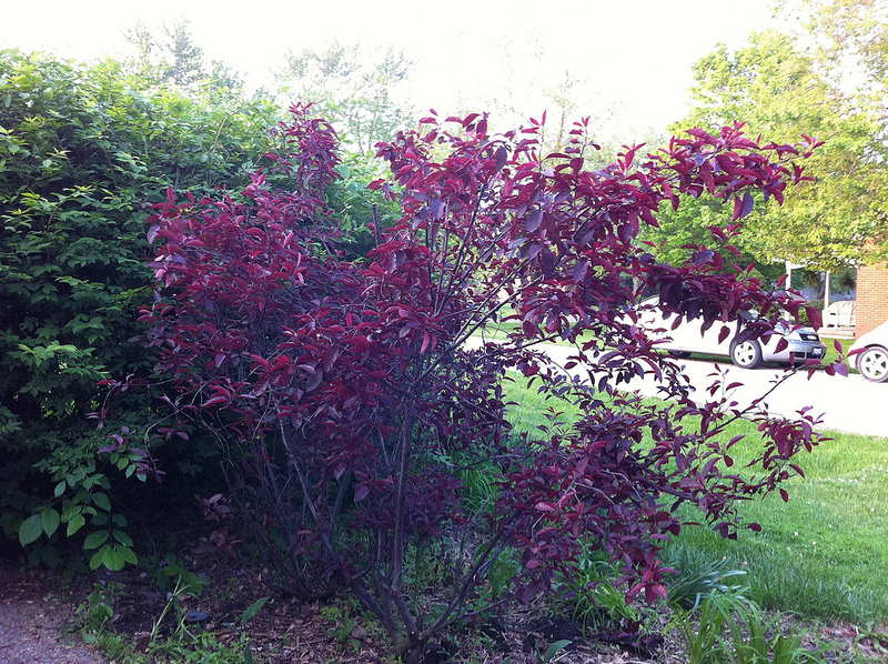 Prunus × cistena (Purple-leaved Sand Cherry) (alternate view 10)