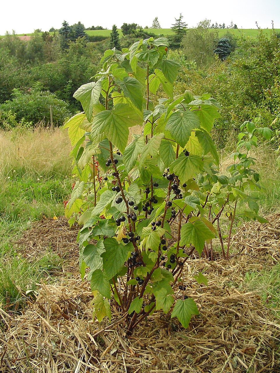Ribes nigrum (Blackcurrant)