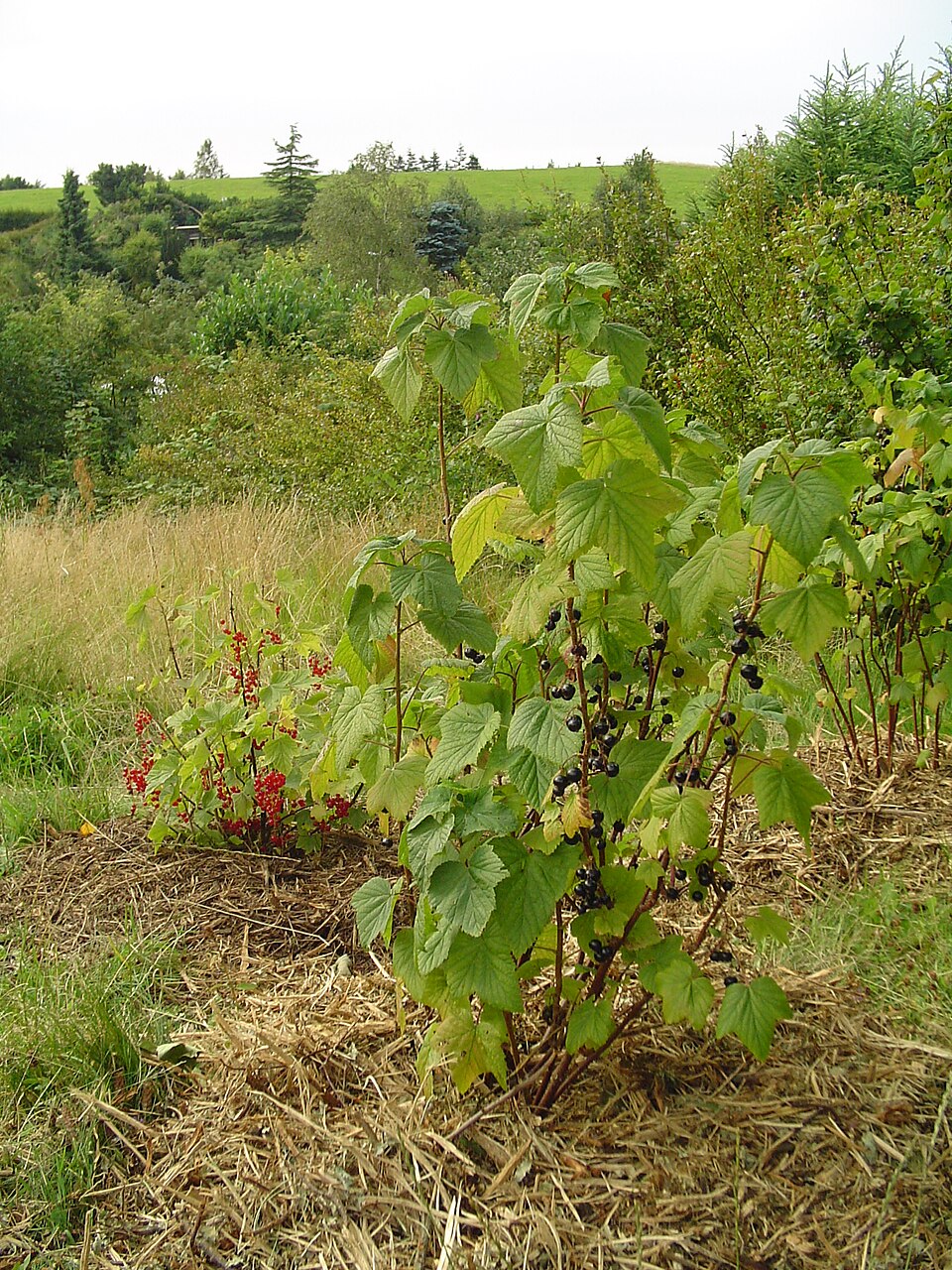 Ribes nigrum (Blackcurrant)