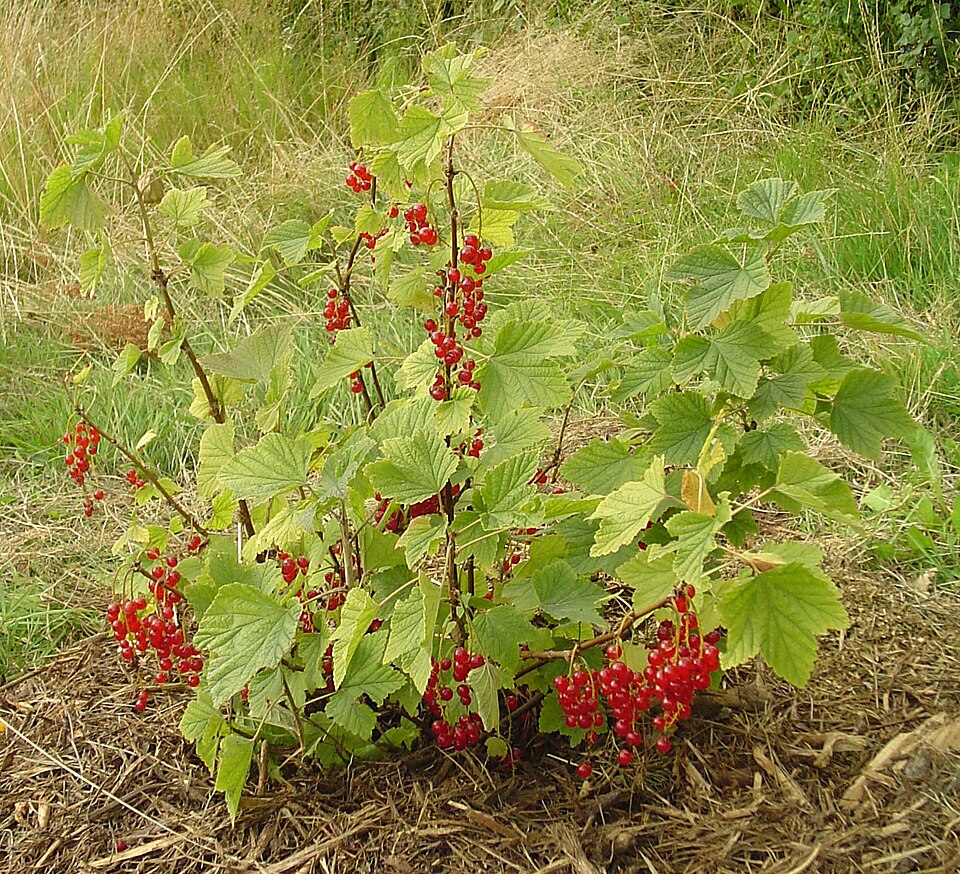 Ribes rubrum (Red Currant)