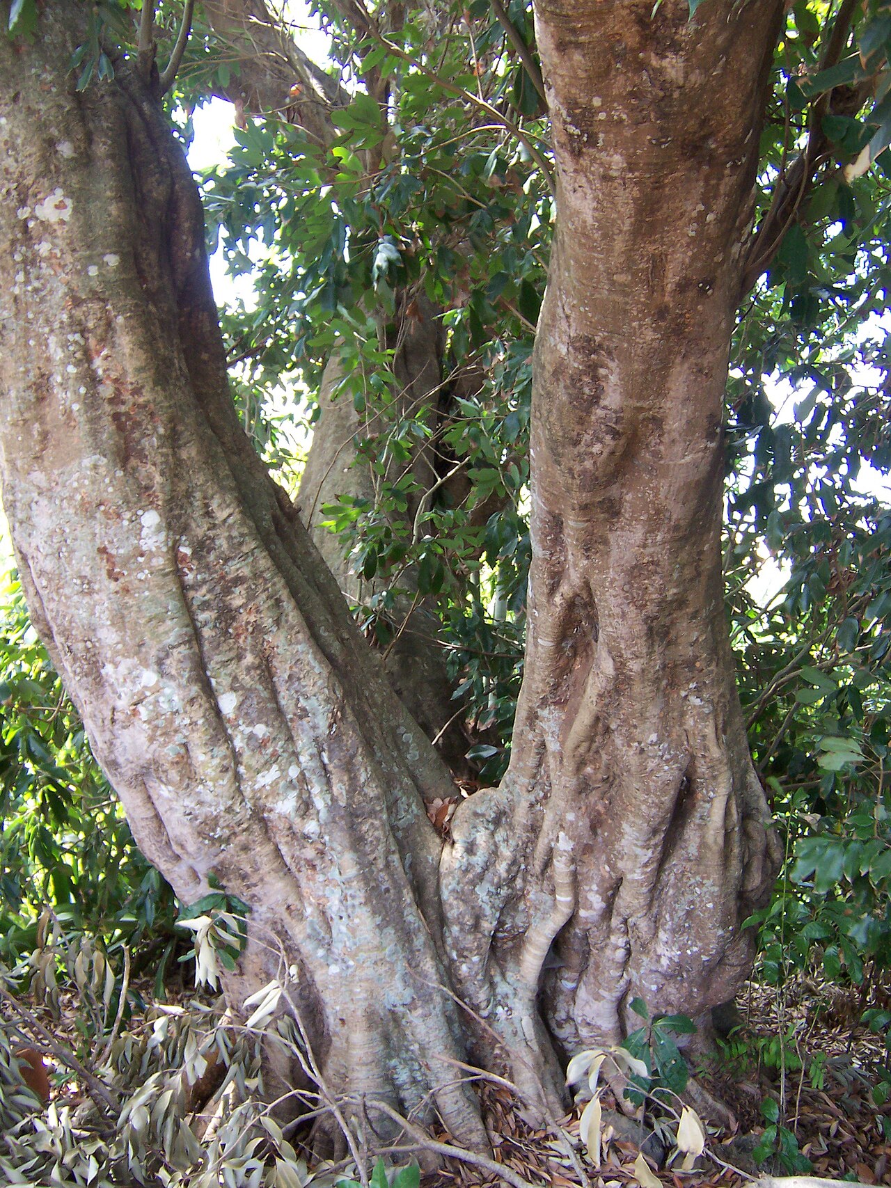 Litchi chinensis, Lychee — spreading evergreen (Sapindaceae) (image 2 of 10)