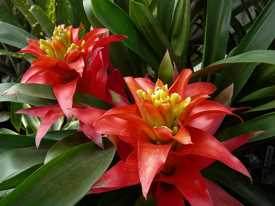 Guzmania (Guzmania)