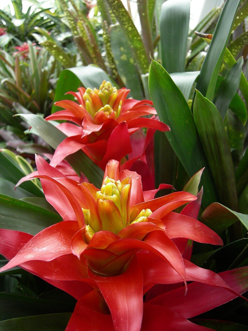 Guzmania (Guzmania) (alternate view 2)
