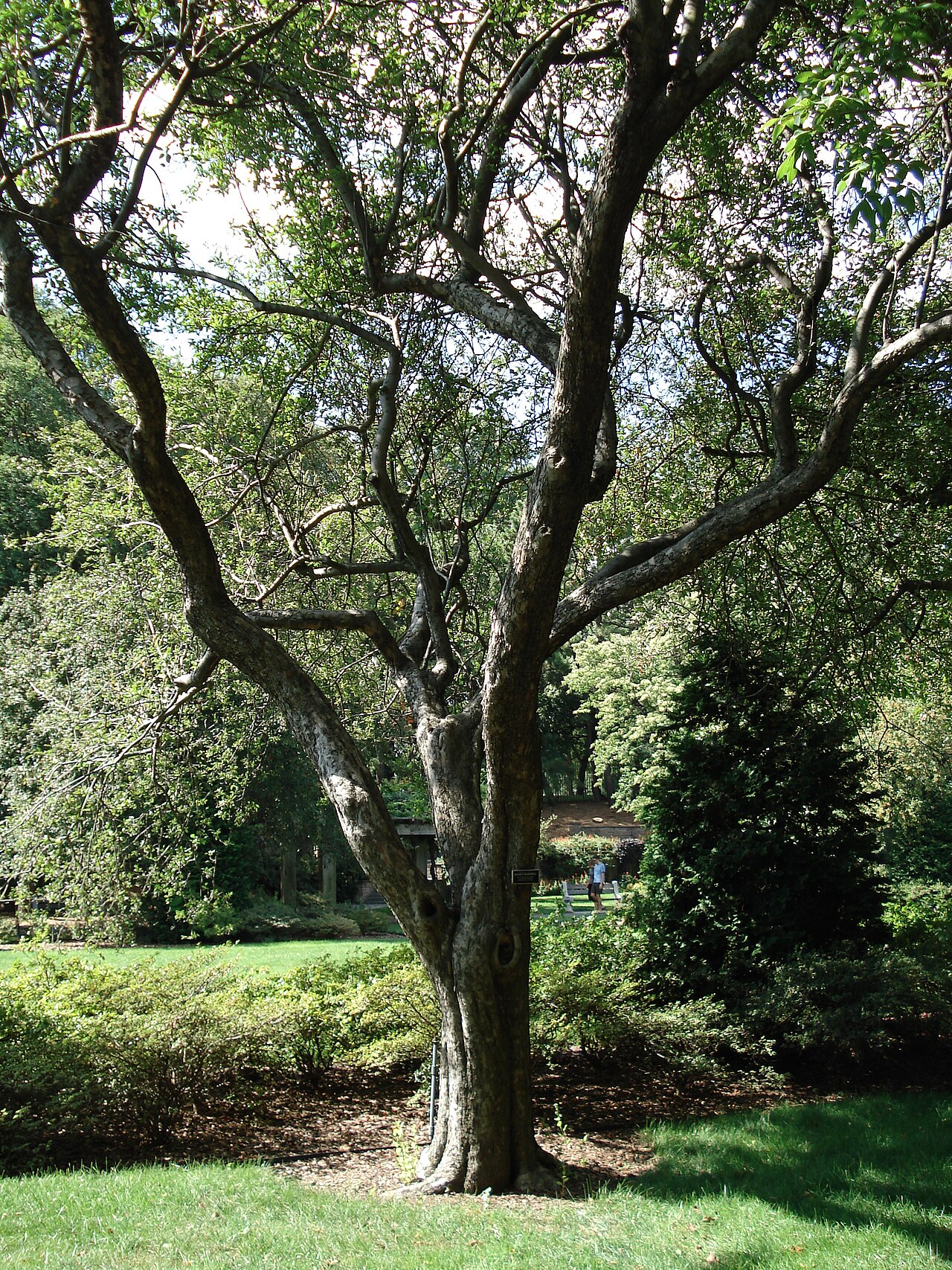Malus spectabilis, Chinese flowering crabapple — upright deciduous (Rosaceae) (image 1 of 10)