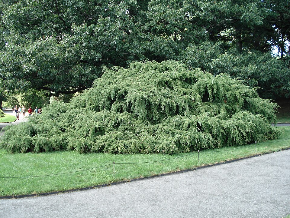 Tsuga canadensis 'Pendula' (Weeping Canadian Hemlock)