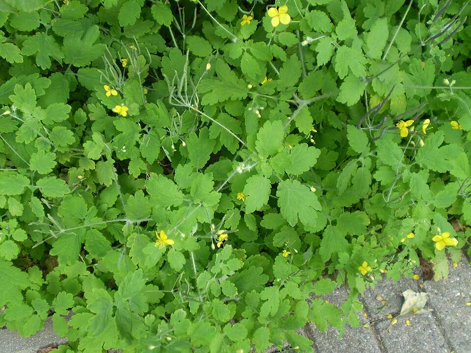 Chelidonium majus (Greater celandine)