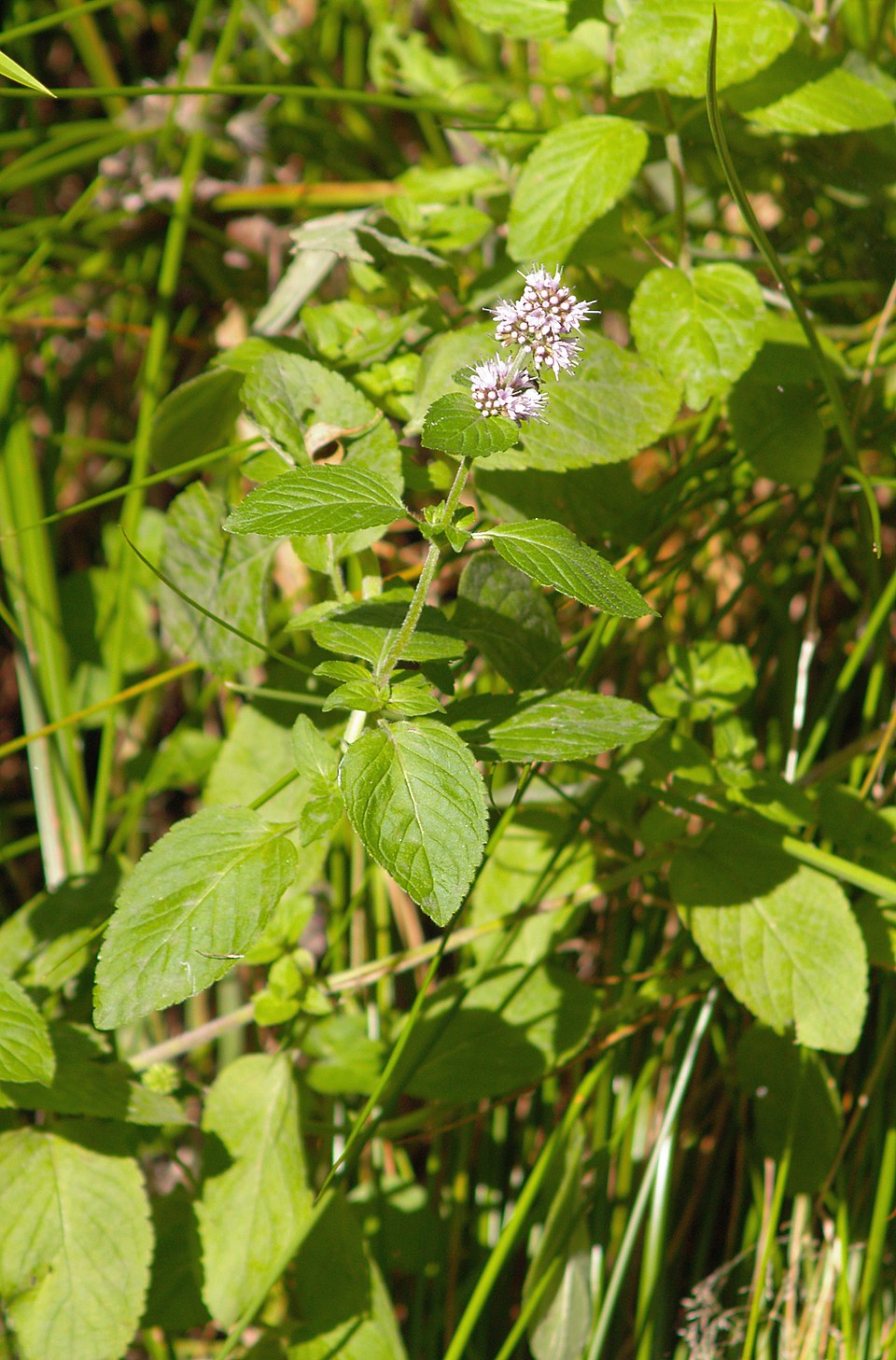 Mentha aquatica (watermint)