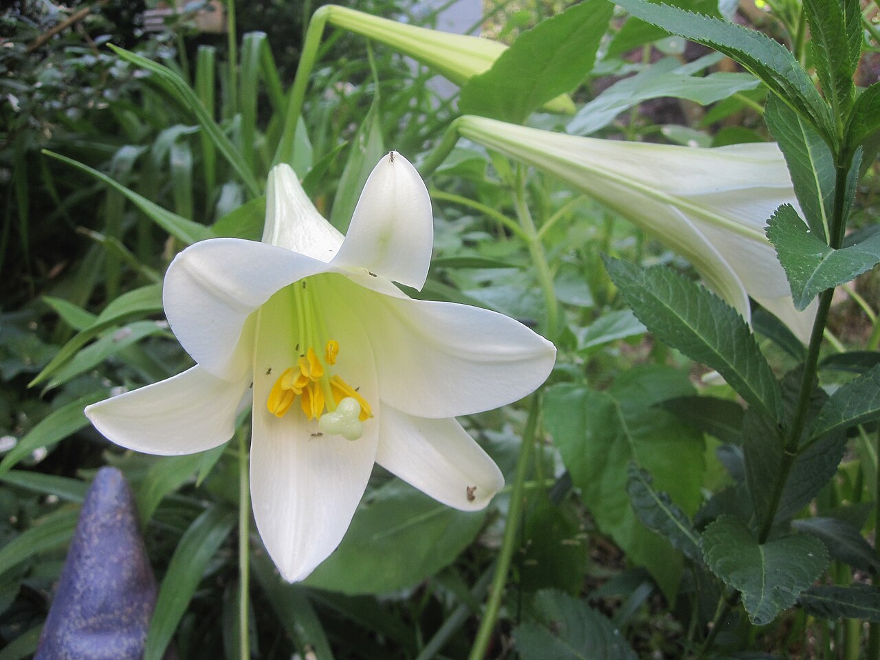 Lilium longiflorum, Easter lily — upright (Liliaceae) (image 6 of 8)