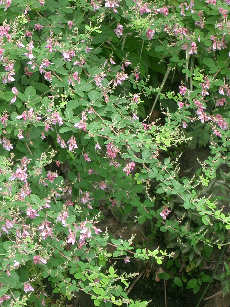 Lespedeza bicolor, Shrubby bush clover — spreading deciduous (Fabaceae) (image 1 of 10)