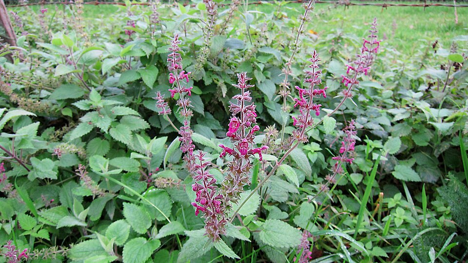 Stachys sylvatica (hedge woundwort)