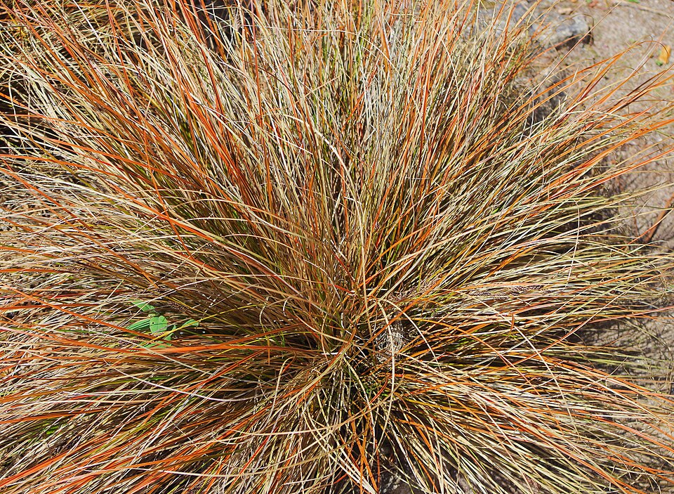 Carex comans (Hair Sedge) (alternate view 5)