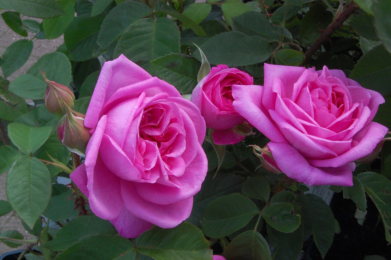 Rosa 'Gertrude Jekyll', Rose 'Gertrude Jekyll' — upright deciduous (Rosaceae) (image 7 of 10)