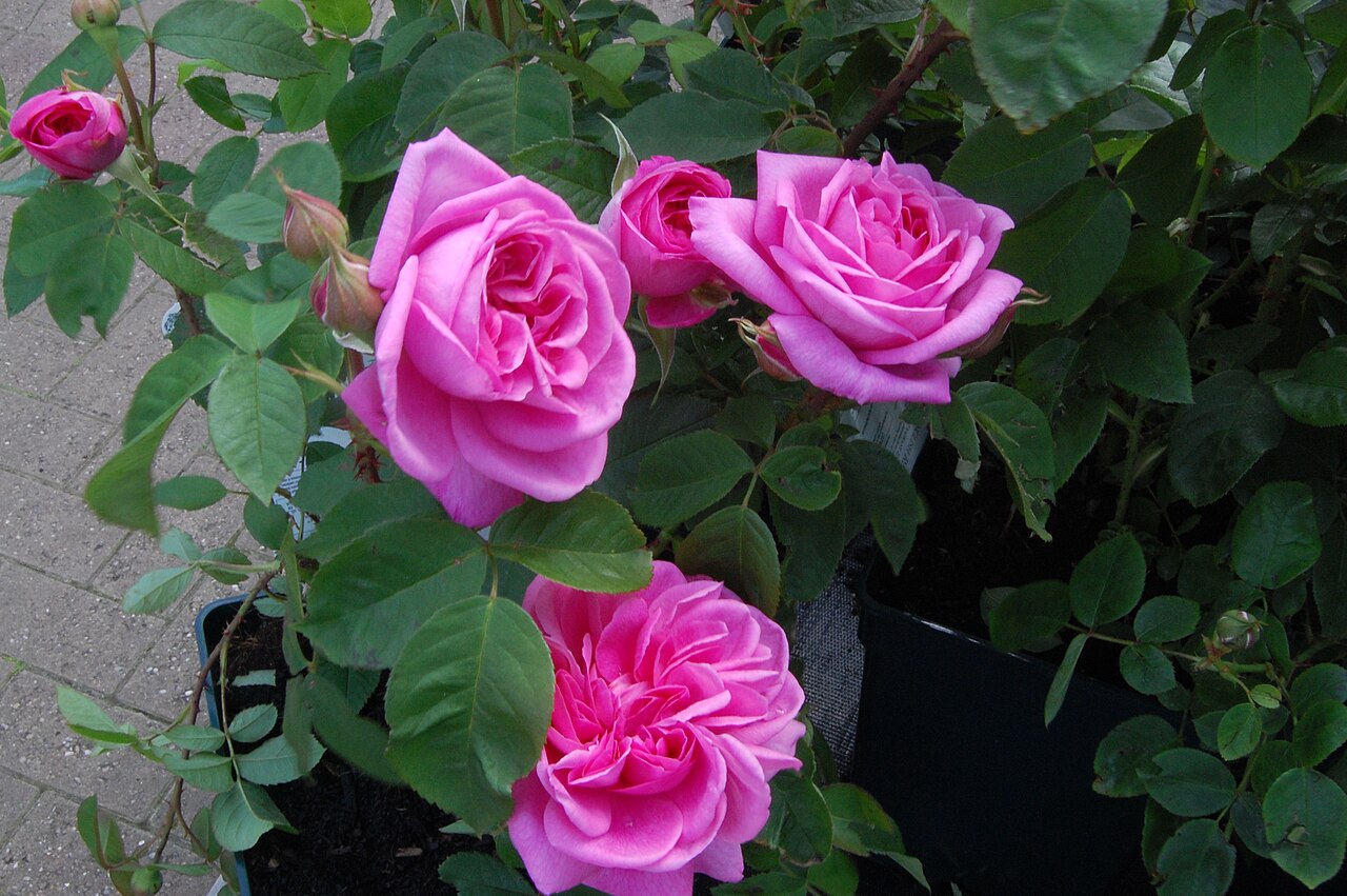 Rosa 'Gertrude Jekyll', Rose 'Gertrude Jekyll' — upright deciduous (Rosaceae) (image 8 of 10)