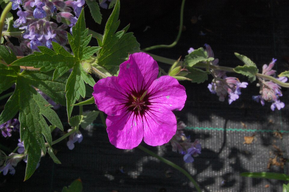 Geranium 'Patricia' (Patricia Geranium) (alternate view 2)