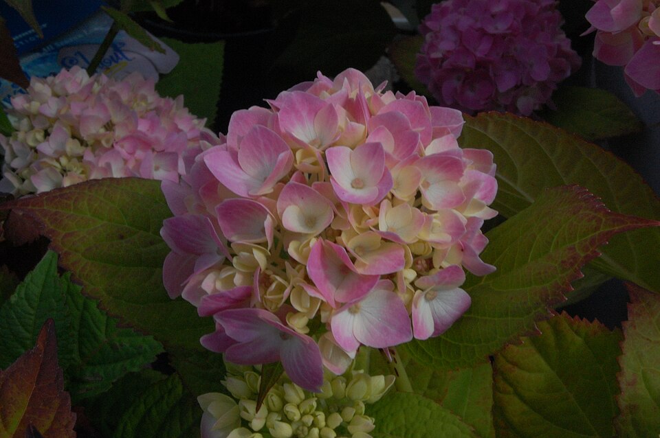 Hydrangea macrophylla 'Bailmer' (Endless Summer Hydrangea)