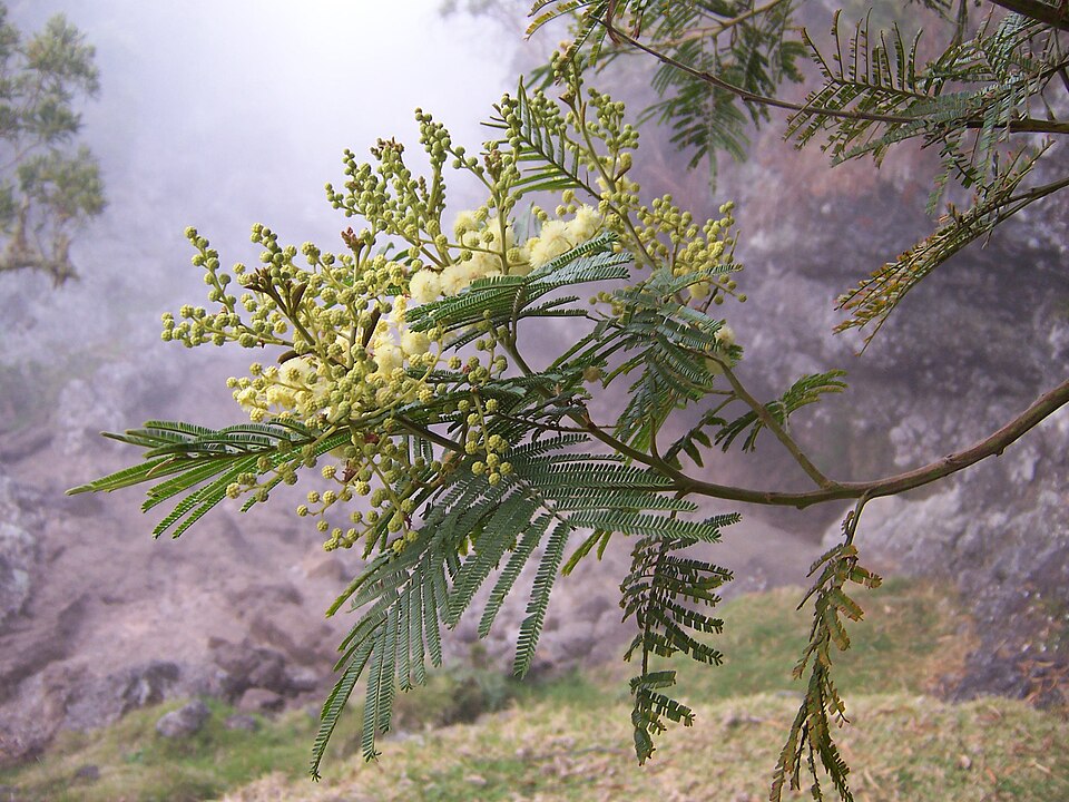 Acacia mearnsii (black wattle)
