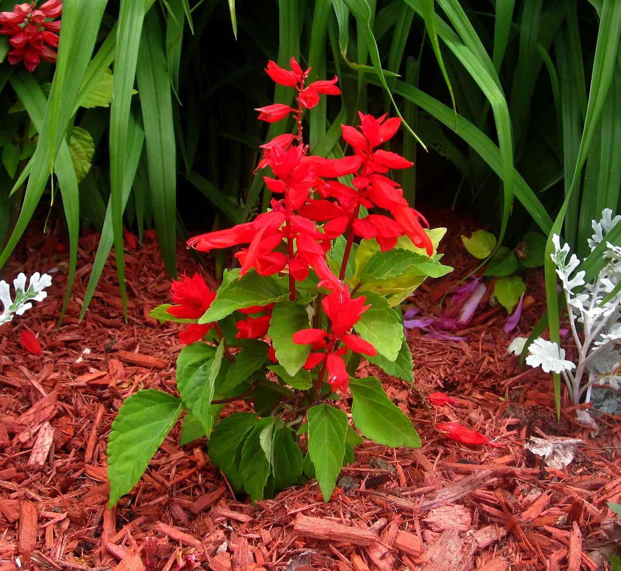 Salvia splendens, Scarlet sage — upright (Lamiaceae) (image 4 of 10)