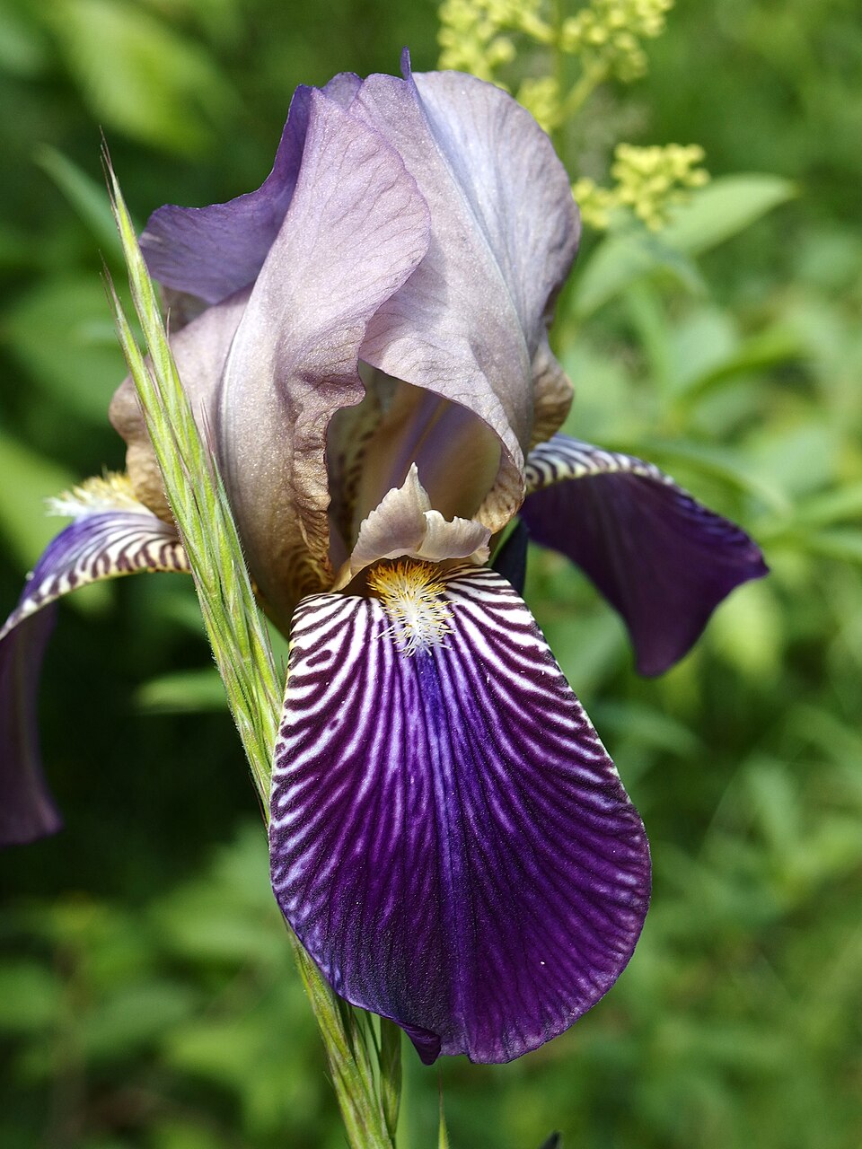 Iris × germanica (Bearded iris) (alternate view 5)
