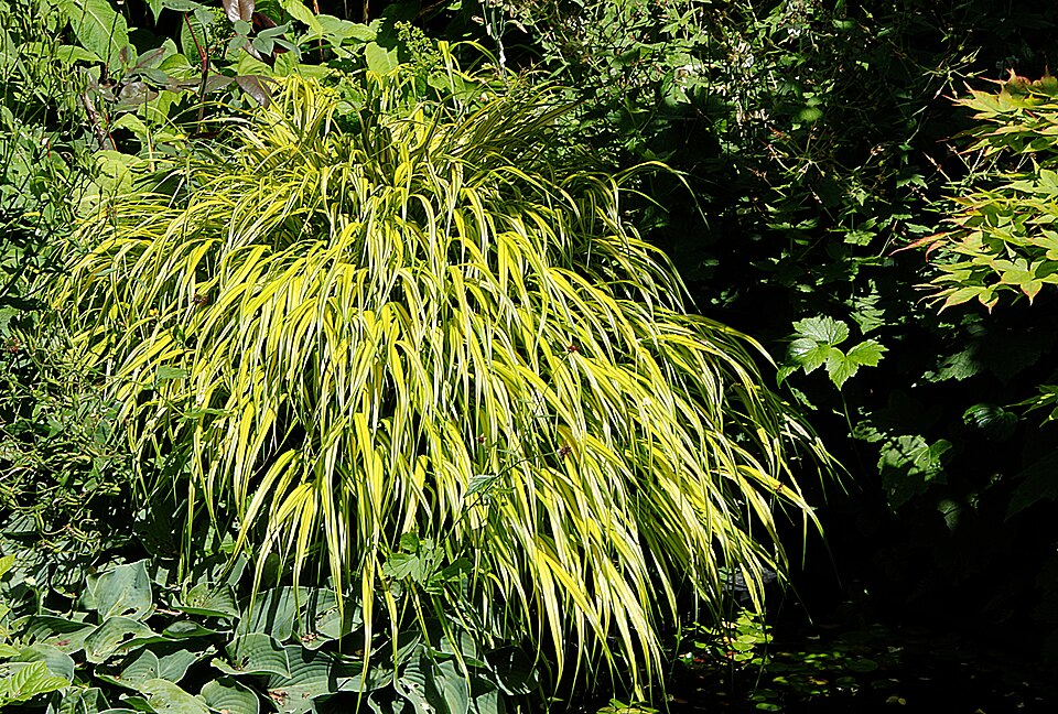 Hakonechloa macra 'Aureola' (Japanese Forest Grass)