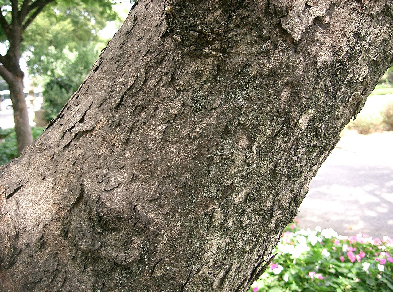 Sapindus mukorossi, Chinese soapberry — spreading deciduous (Sapindaceae) (image 1 of 10)