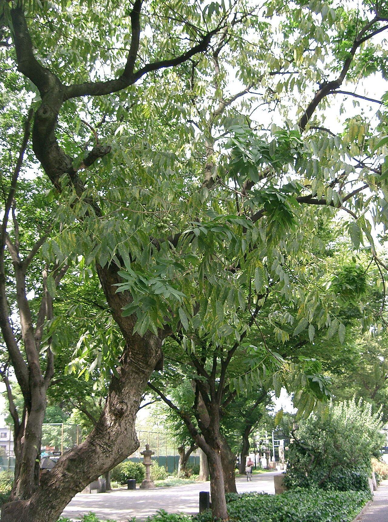 Sapindus mukorossi, Chinese soapberry — spreading deciduous (Sapindaceae) (image 2 of 10)