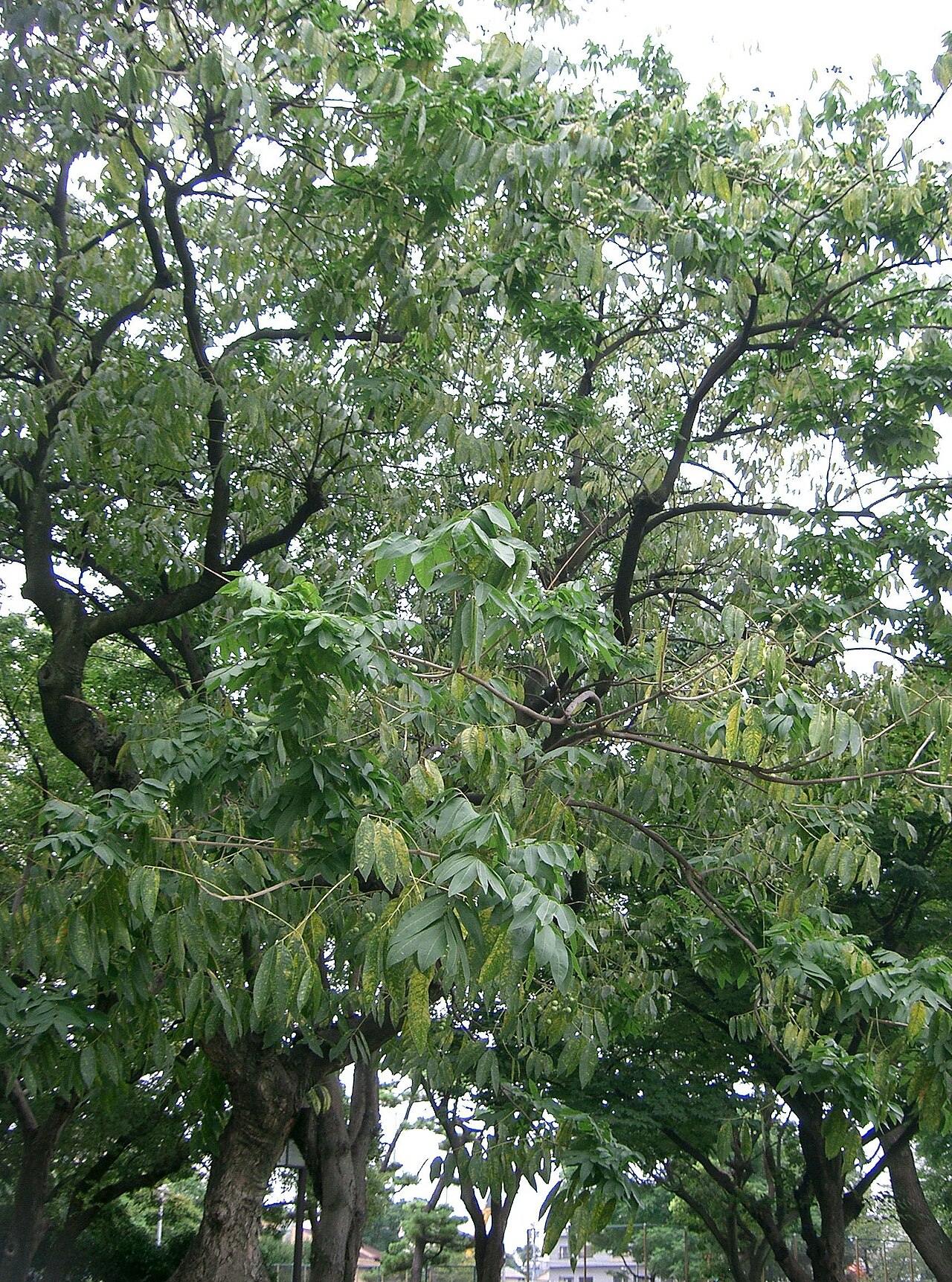 Sapindus mukorossi, Chinese soapberry — spreading deciduous (Sapindaceae) (image 3 of 10)