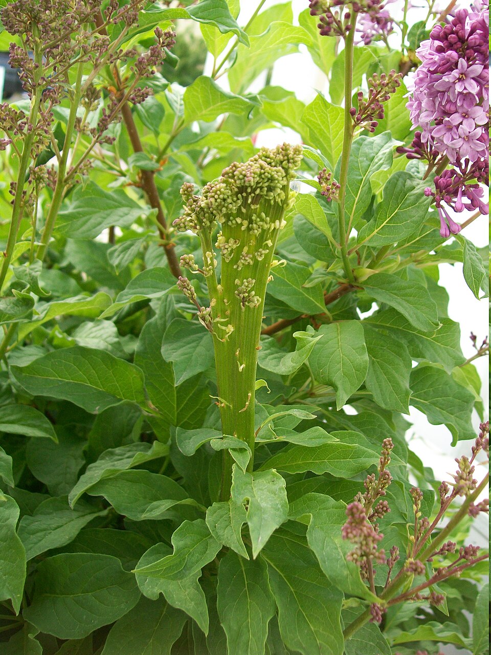 Syringa vulgaris (lilac, common lilac) (alternate view 7)