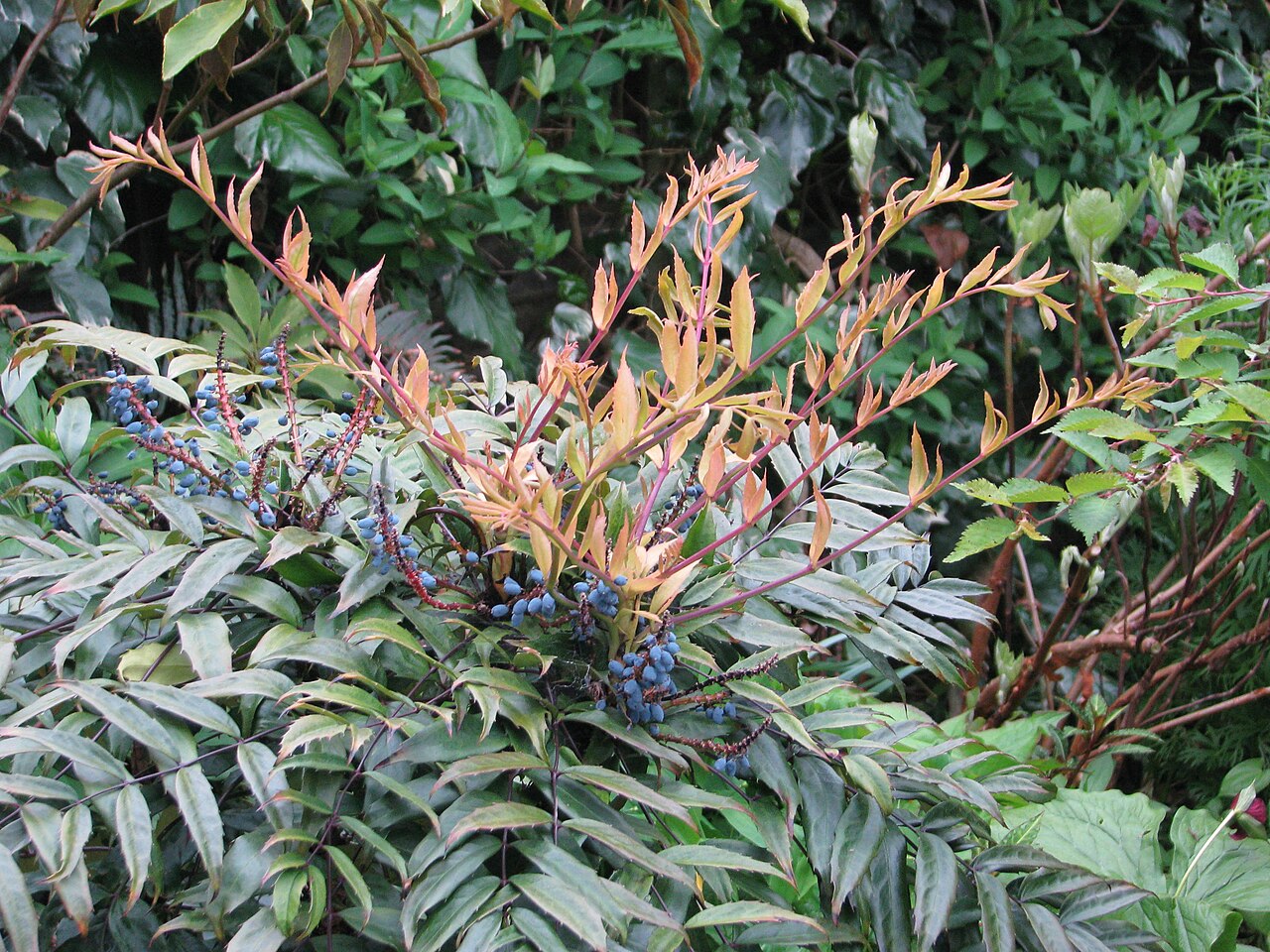 Mahonia fortunei, Chinese mahonia — upright evergreen (Berberidaceae) (image 5 of 8)