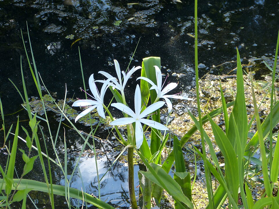 Crinum americanum (Southern Swamp Crinum) (alternate view 8)
