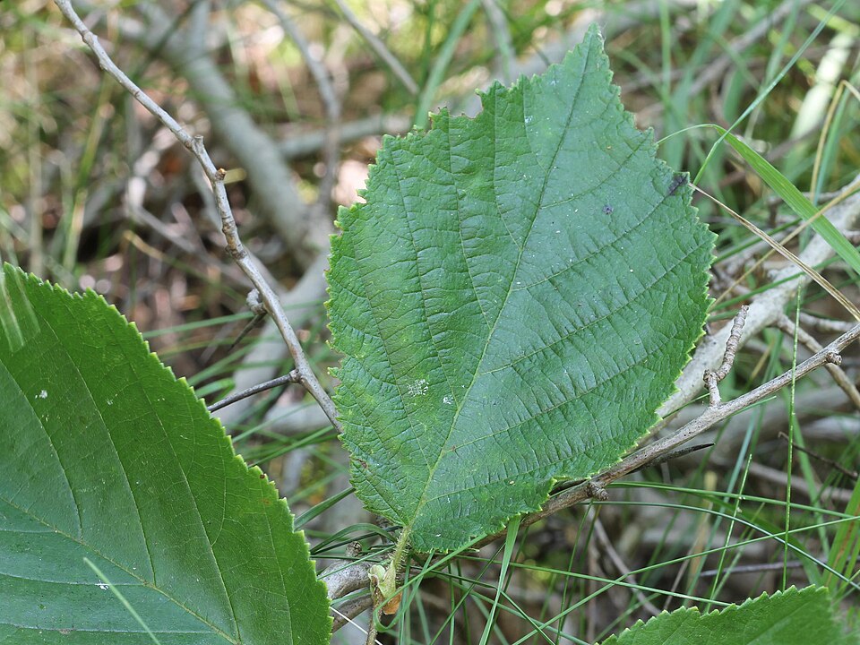 Corylus americana (American Hazelnut) (alternate view 8)
