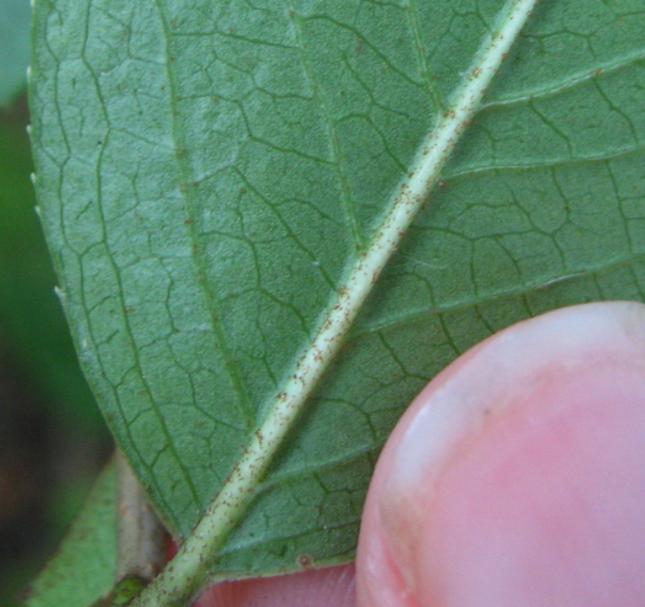 Viburnum rufidulum (Rusty Blackhaw) (alternate view 7)