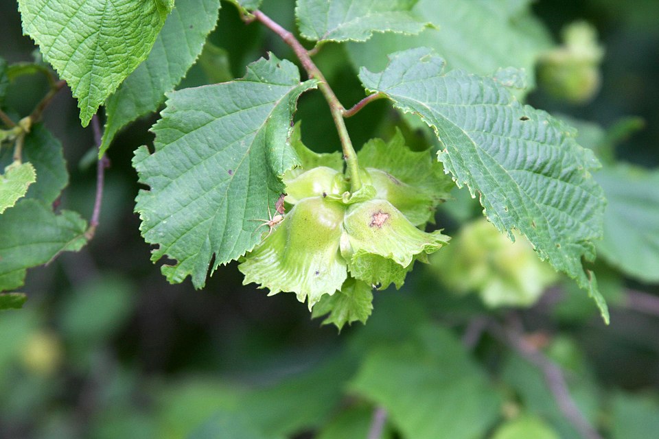 Corylus americana (American Hazelnut) (alternate view 9)