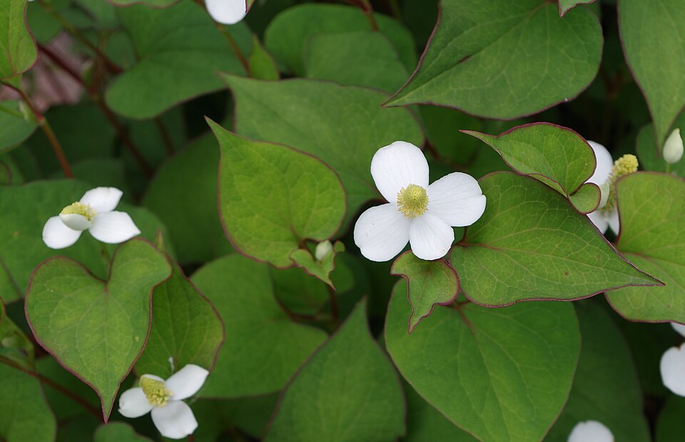 Houttuynia cordata (Chameleon Plant) (alternate view 10)