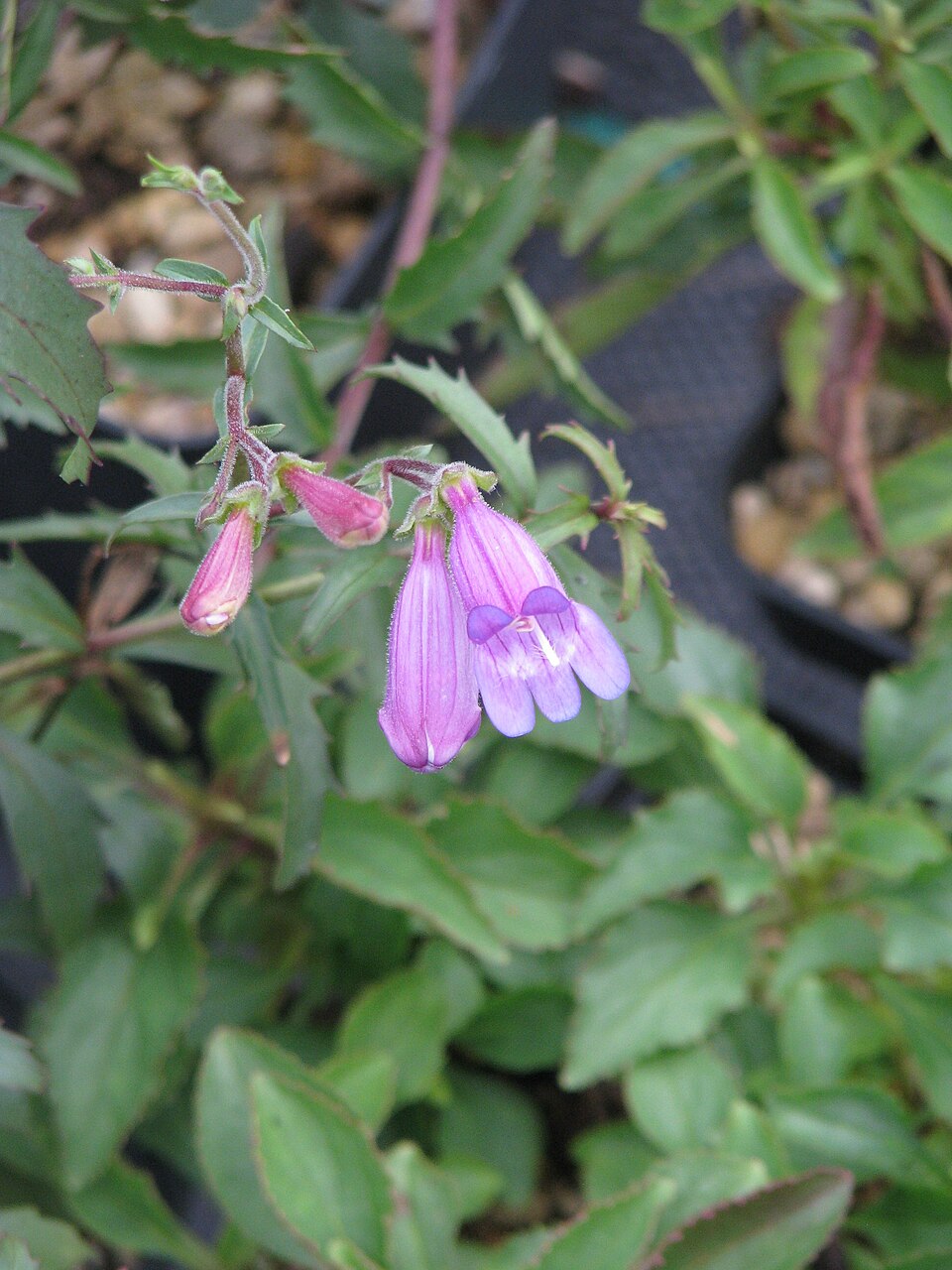 Penstemon richardsonii (Richardson's Penstemon) (alternate view 6)
