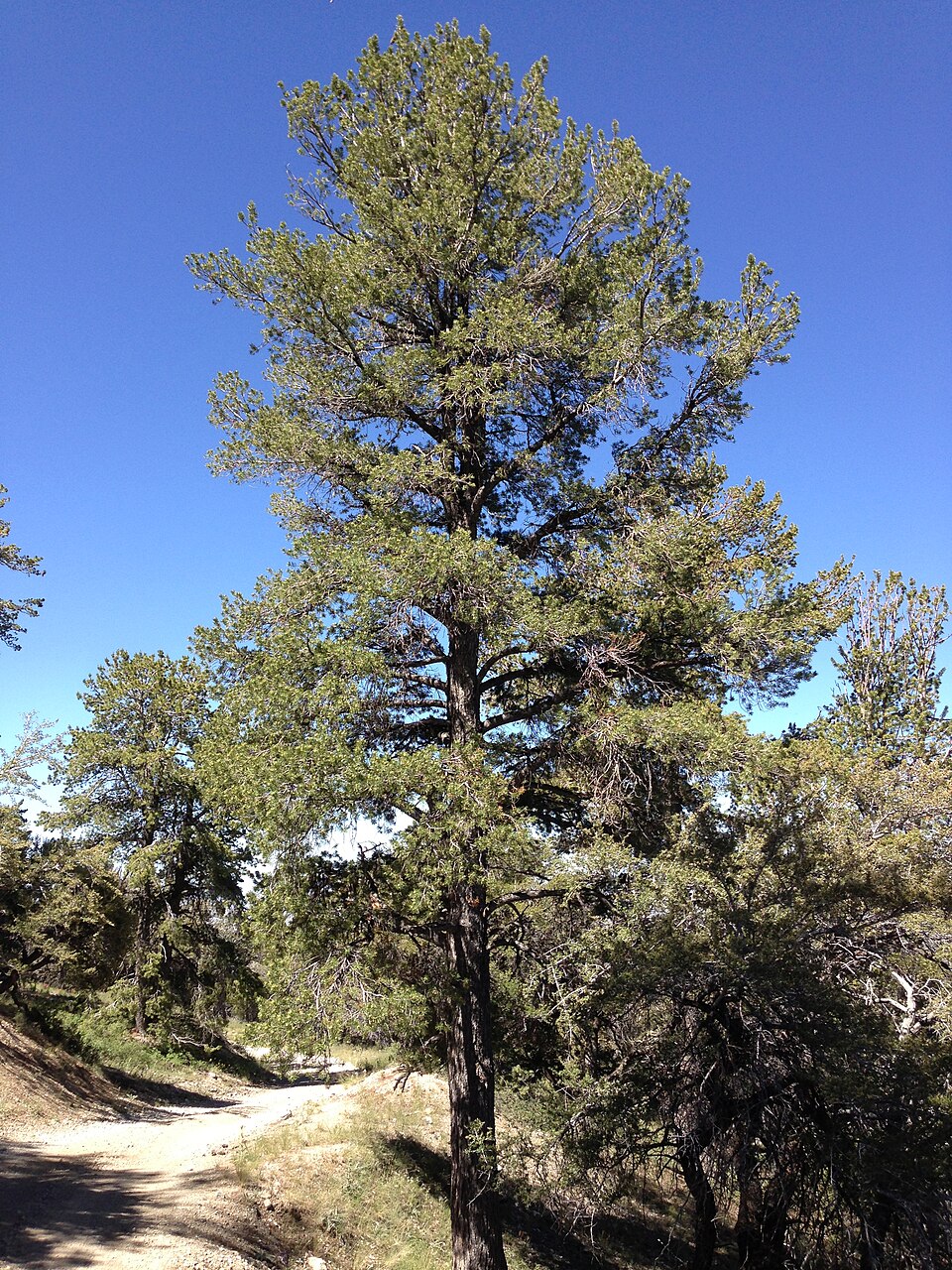 Pinus flexilis (limber pine) (alternate view 6)