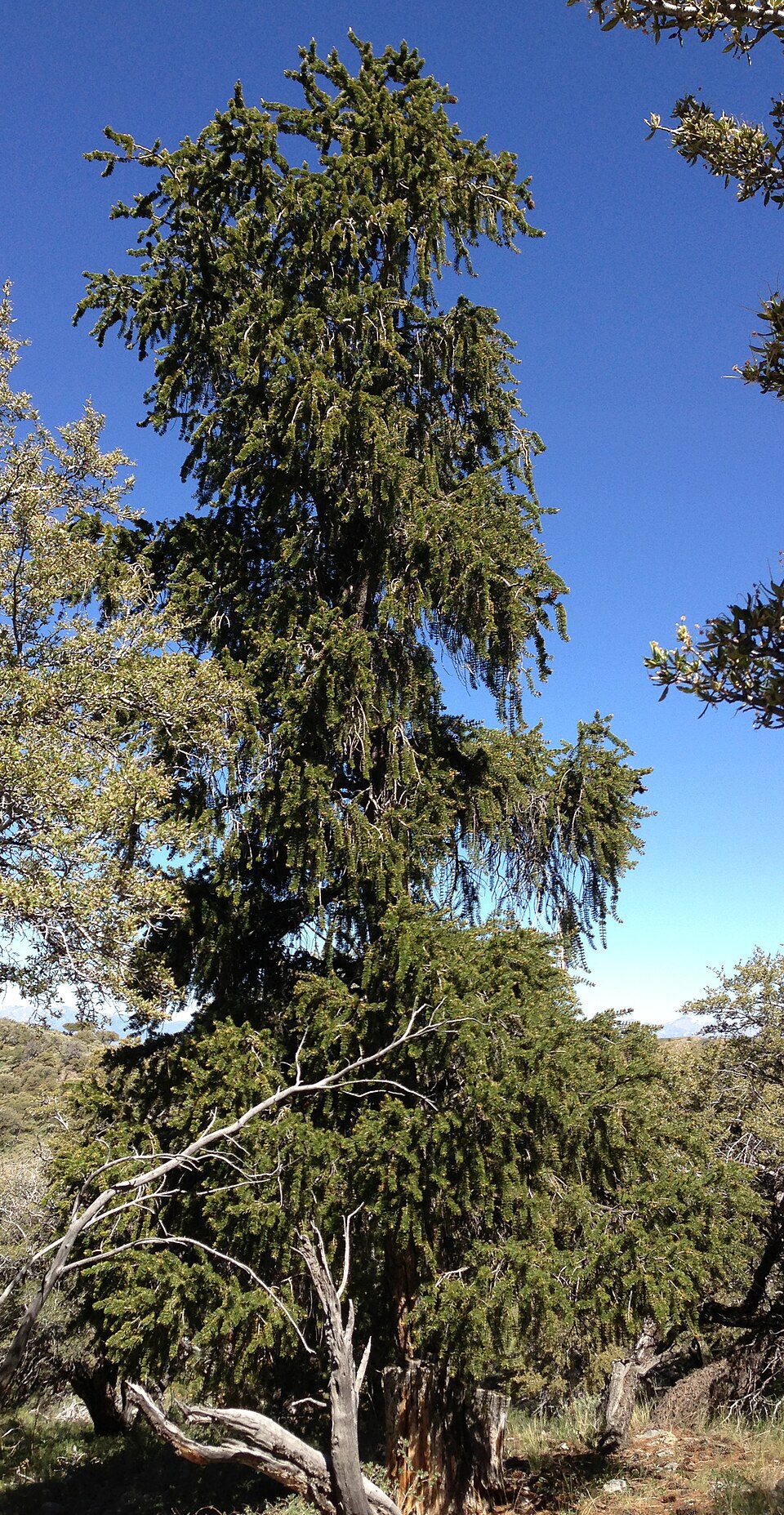 Pinus longaeva (Great Basin bristlecone pine)