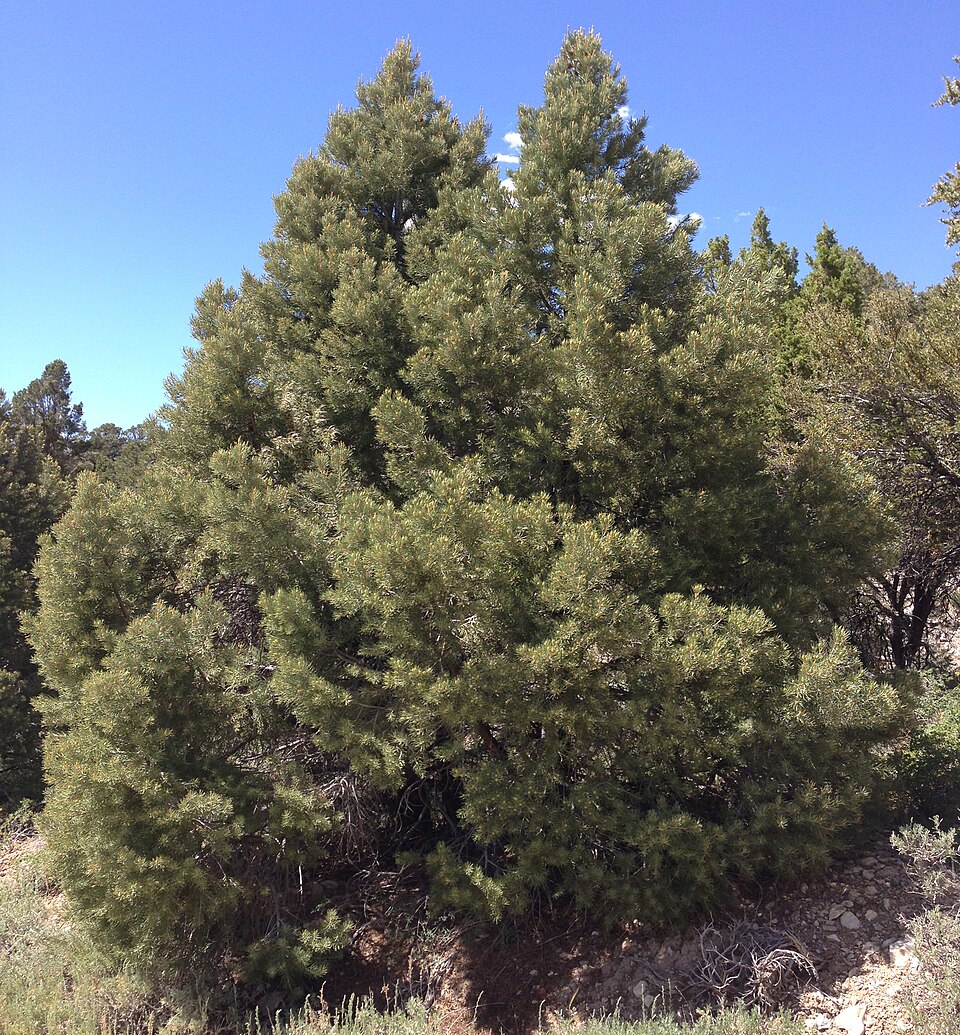 Pinus monophylla (singleleaf pinyon) (alternate view 6)