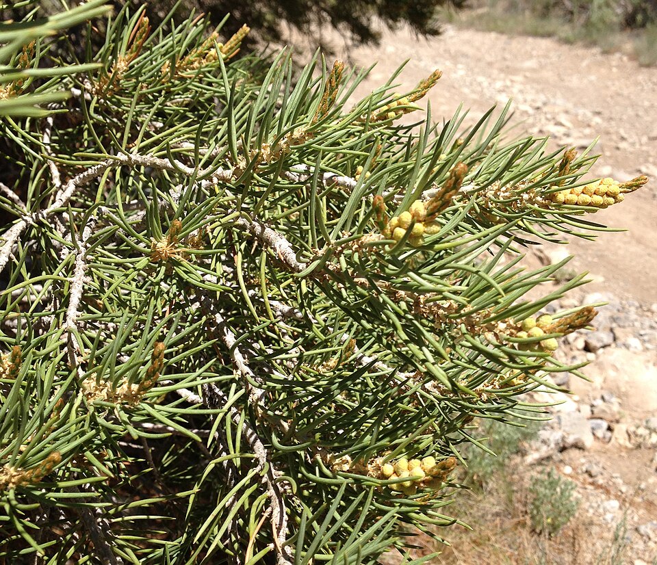 Pinus monophylla (singleleaf pinyon) (alternate view 7)