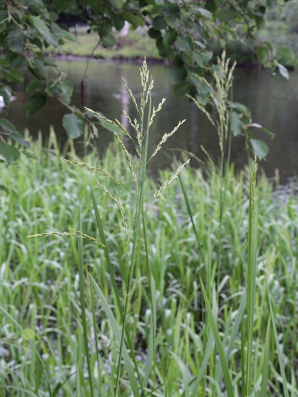 Glyceria maxima (reed meadowgrass)