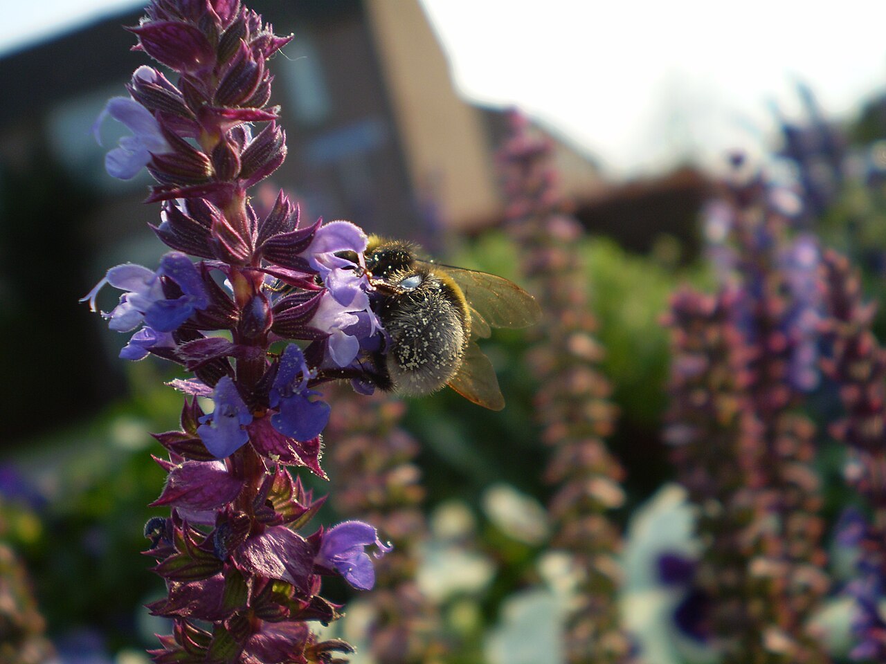 Salvia nemorosa (Woodland Sage)