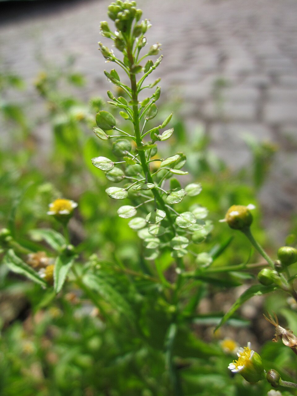 Lepidium virginicum (Virginia pepperweed)