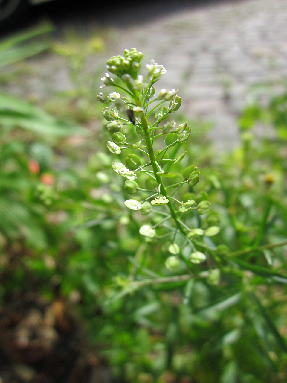 Lepidium virginicum (Virginia pepperweed)