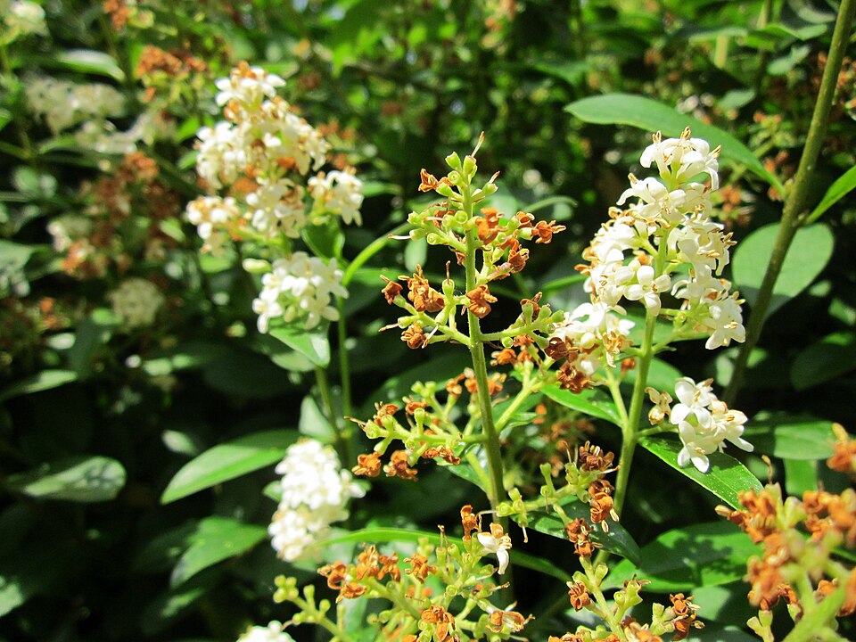 Ligustrum vulgare (common privet) (alternate view 10)