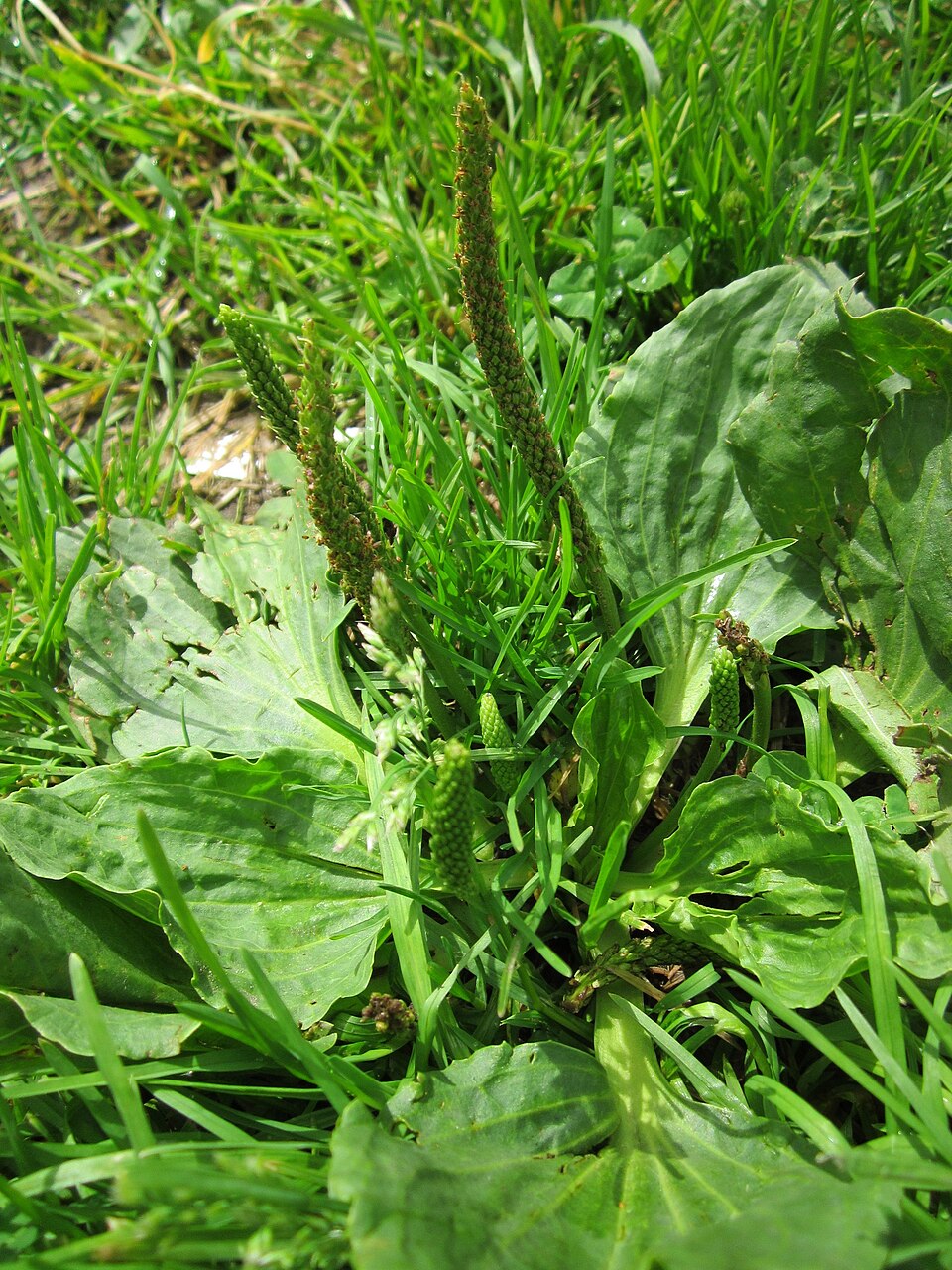 Plantago major (common plantain)