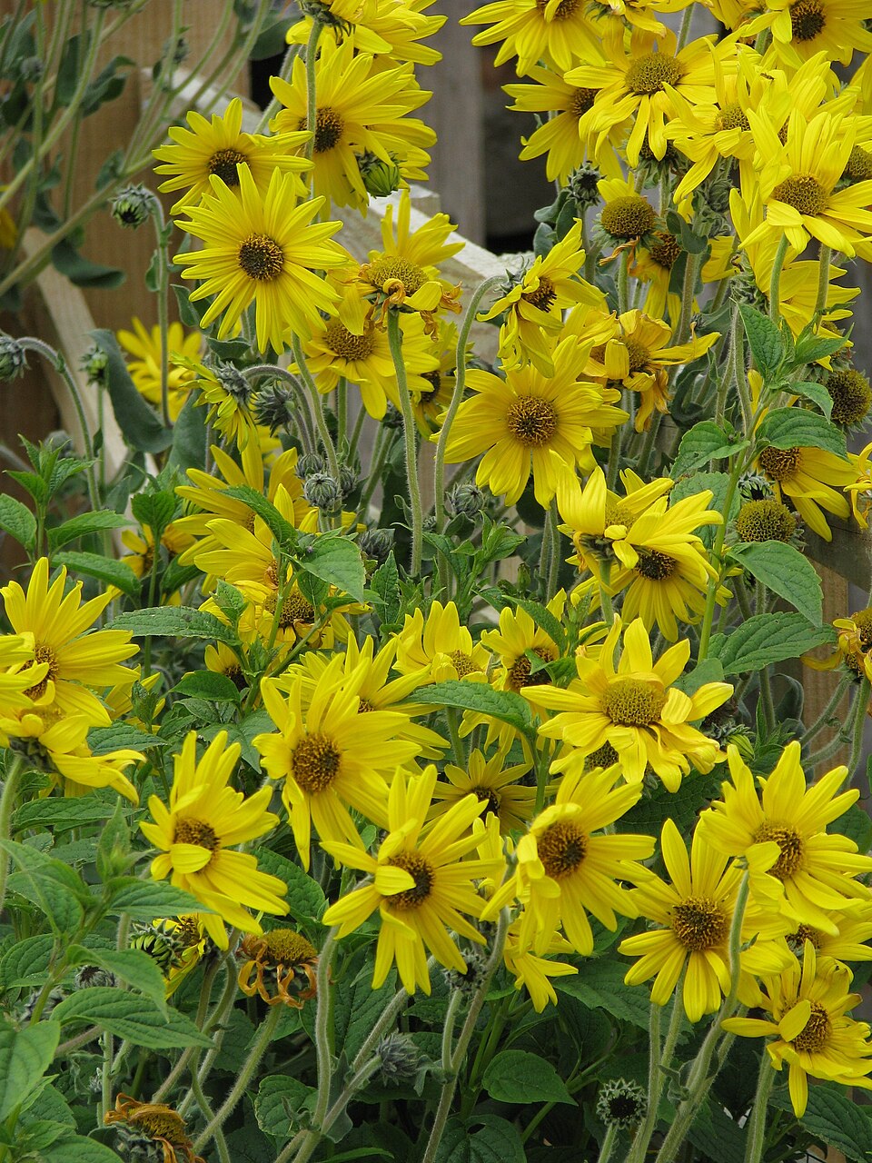 Helianthus mollis (ashy sunflower) (alternate view 7)
